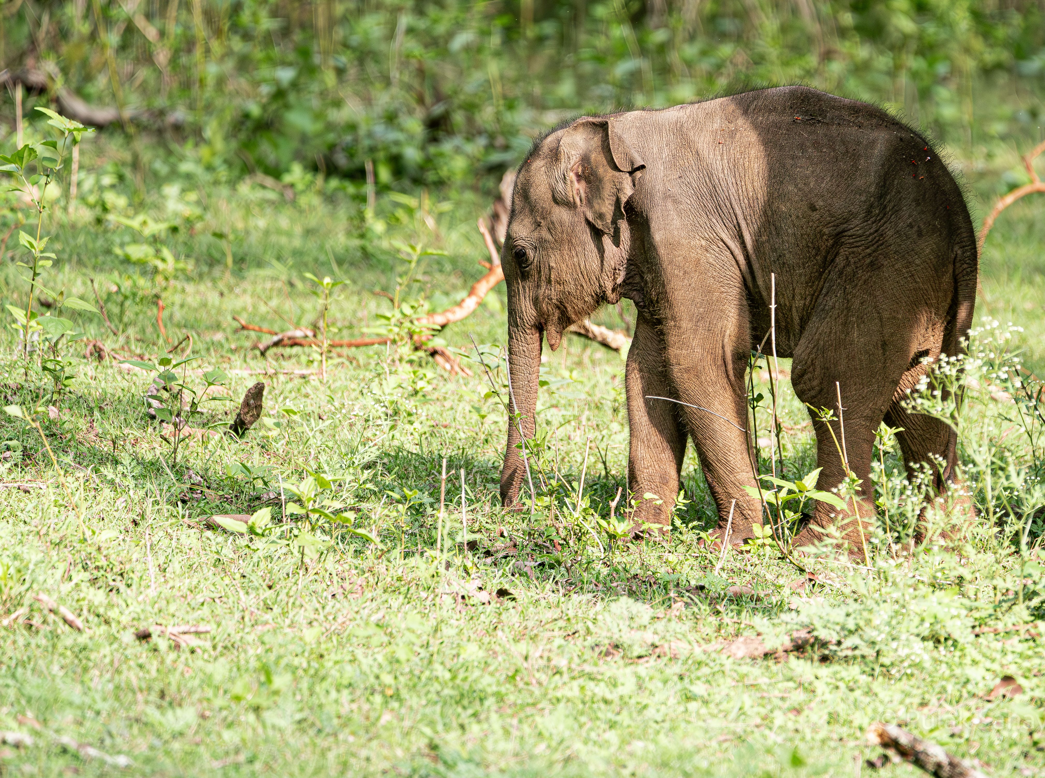 First baby steps on its own